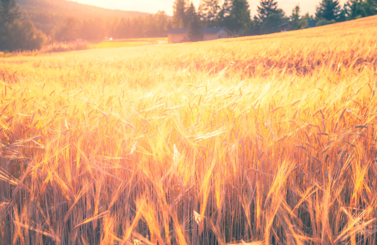 Bitcoin Chart is "Bullish as it Gets," Rally to $10,600 Possible