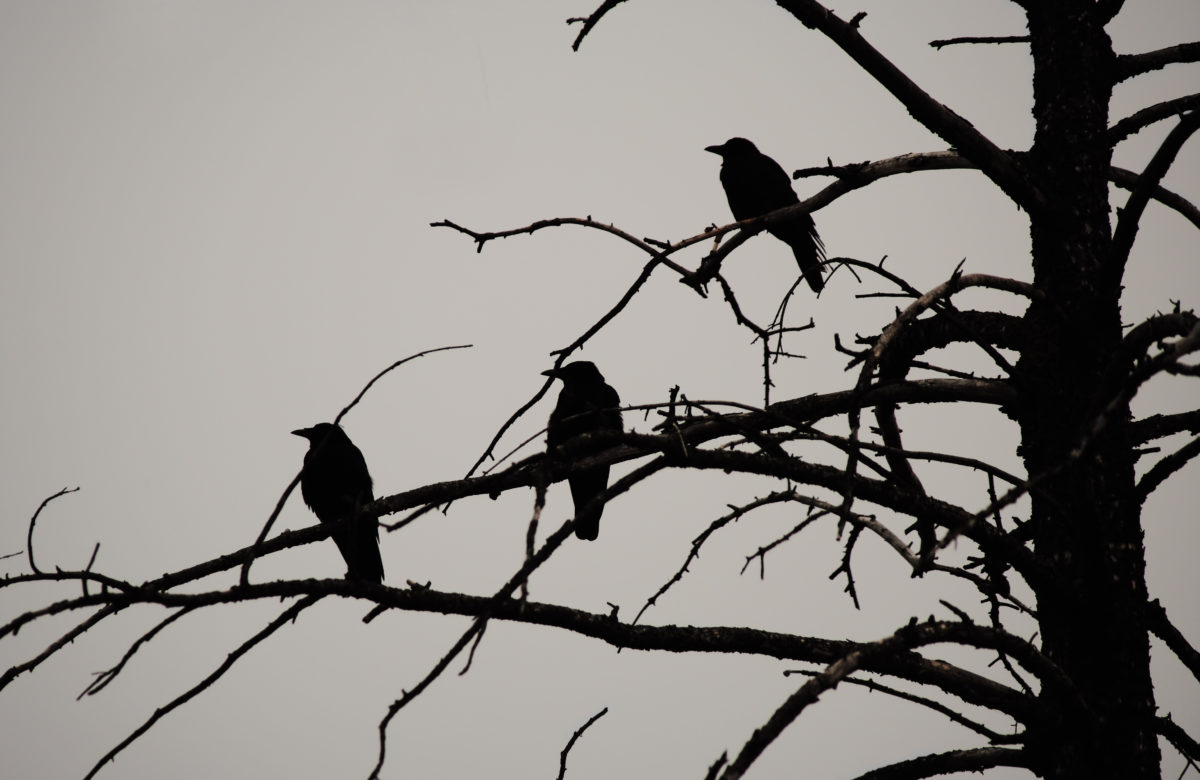 Three Black Crows: Bitcoin Monthly Chart Forms Ominous Reversal Pattern