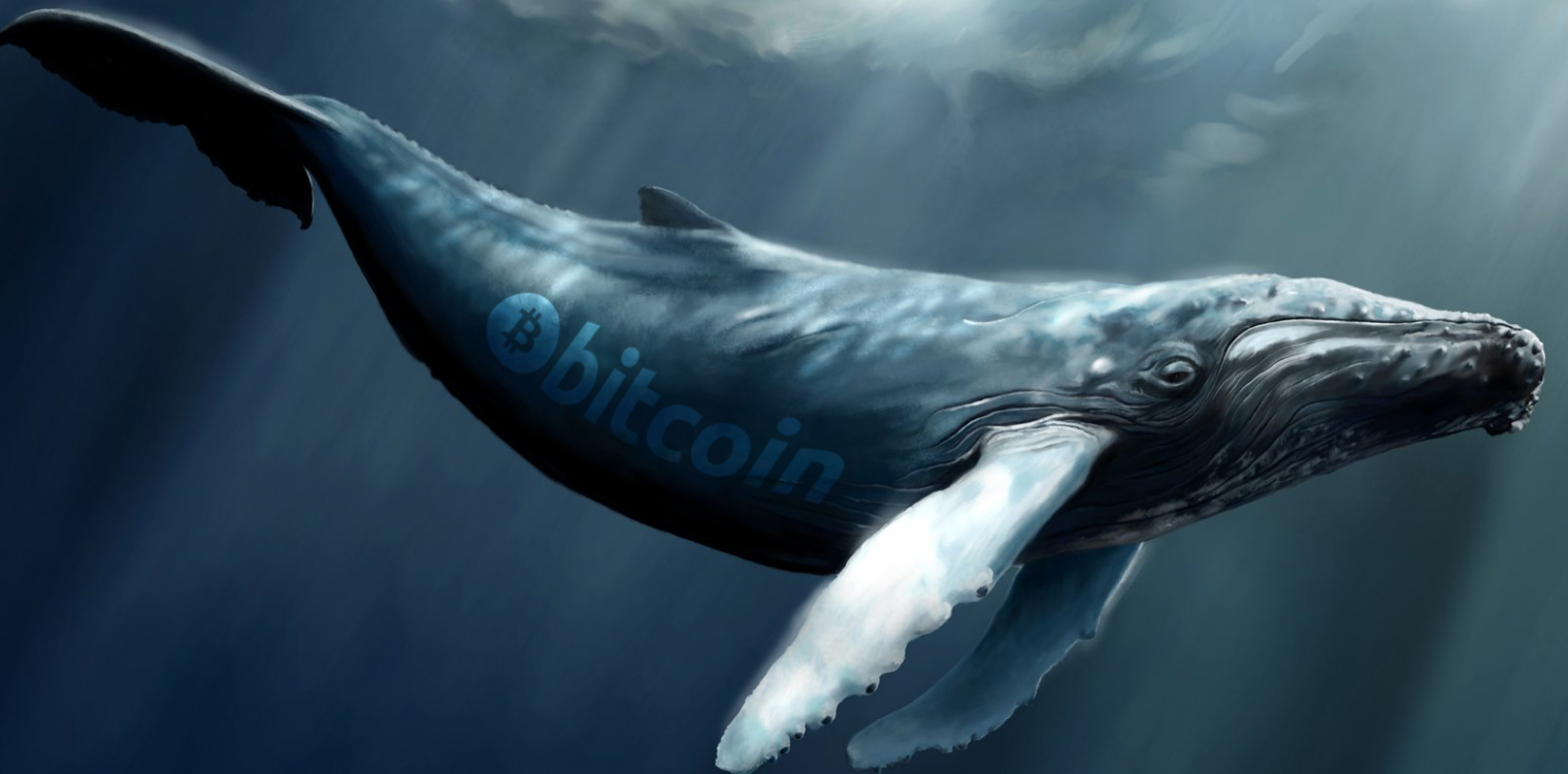 While Markets Move Sideways, Crypto Whale Sightings Increase While Markets Move Sideways, Crypto Whale Sightings Increase