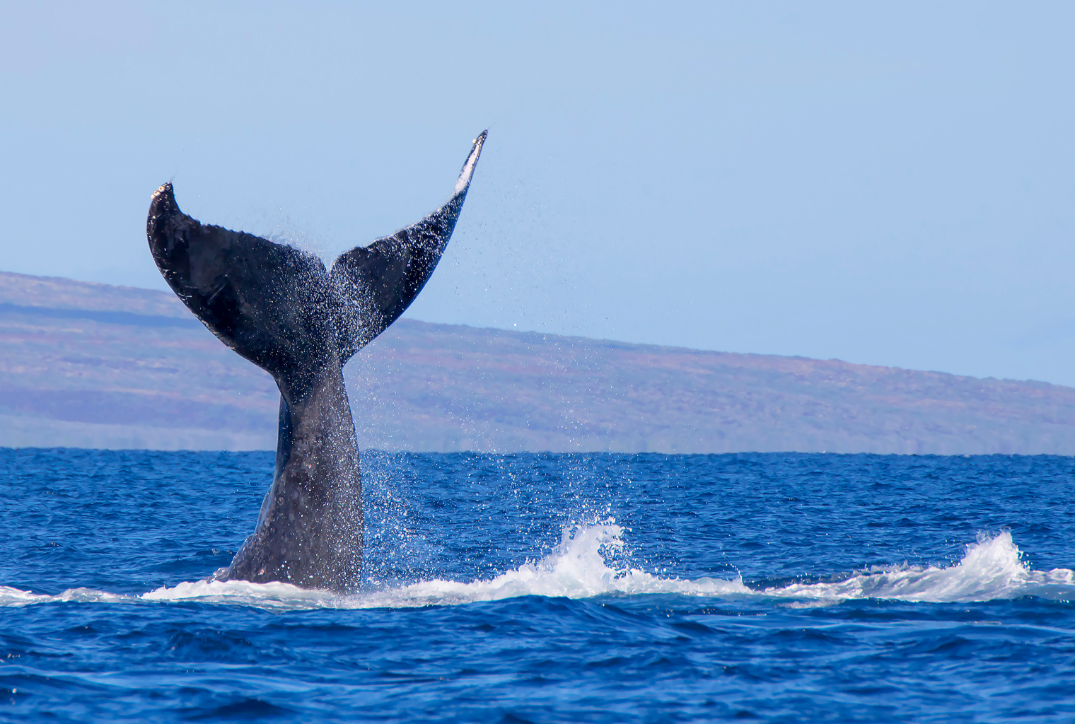 While Markets Move Sideways, Crypto Whale Sightings Increase