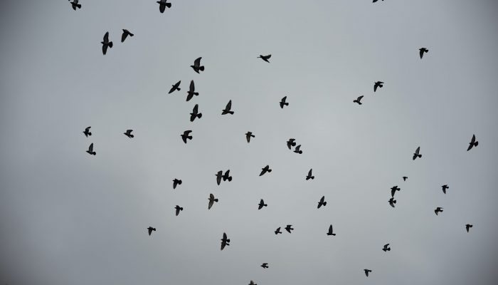 Data Shows Investors are Flocking to Bitcoin as Traditional Safe Havens Falter