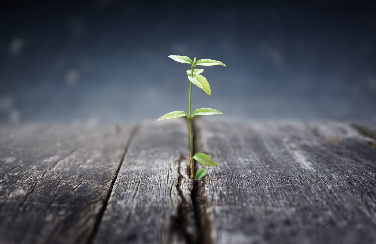 What's Next For The Market?