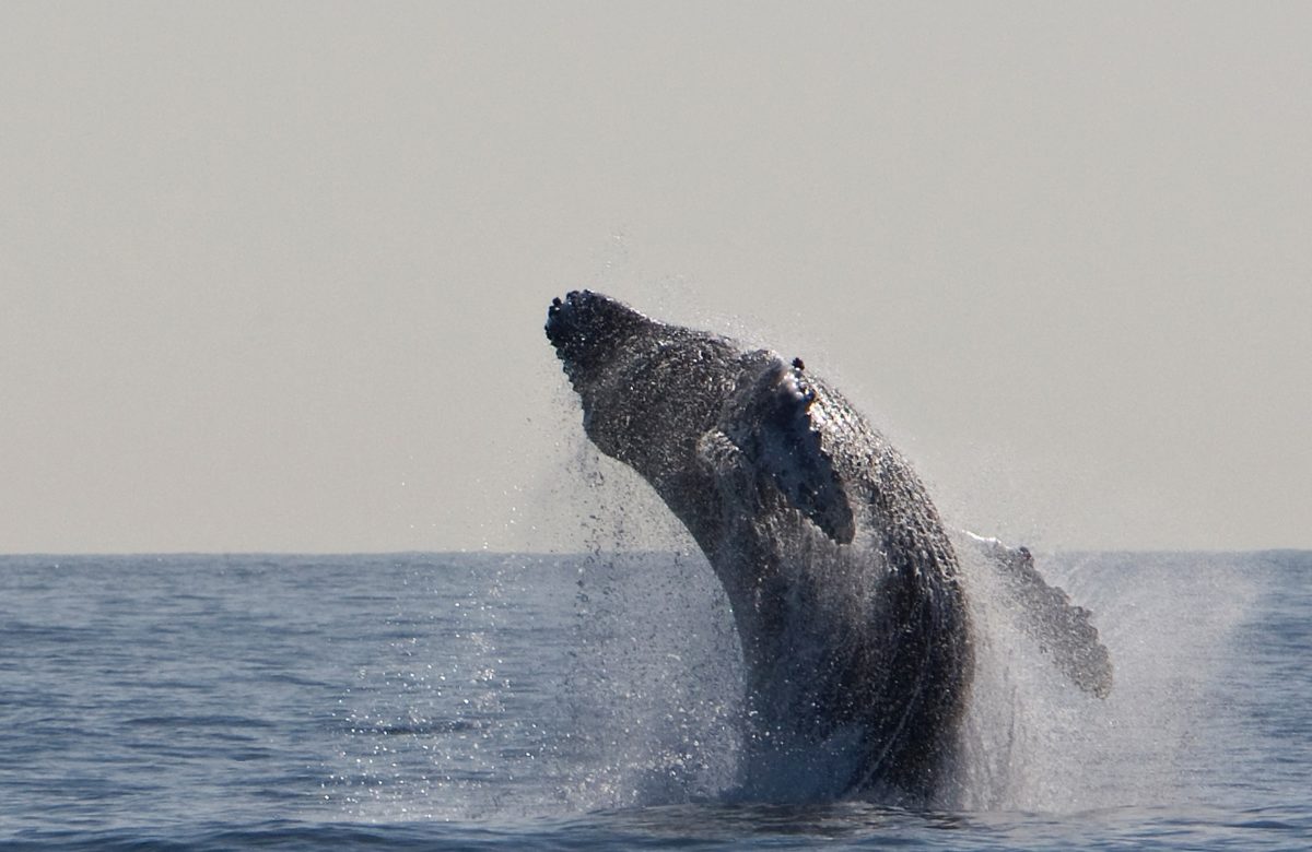 EOS Whales Are Accumulating on Every Dip; Bull Run Incoming?