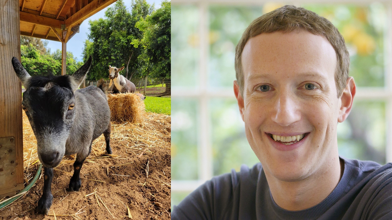 Mark Zuckerberg's Goat, 