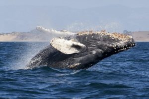 These Ethereum Indicators Show Whales Continue To Accumulate