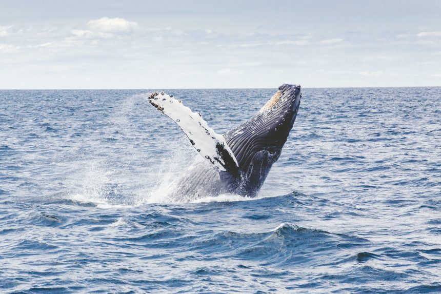 Whales Are Building Their Positions On Derivatives