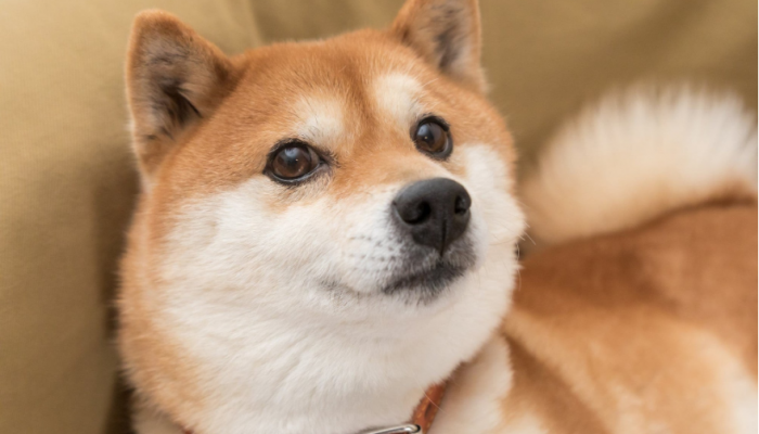 Dogecoin Market Cap Shed $6-B Last Month