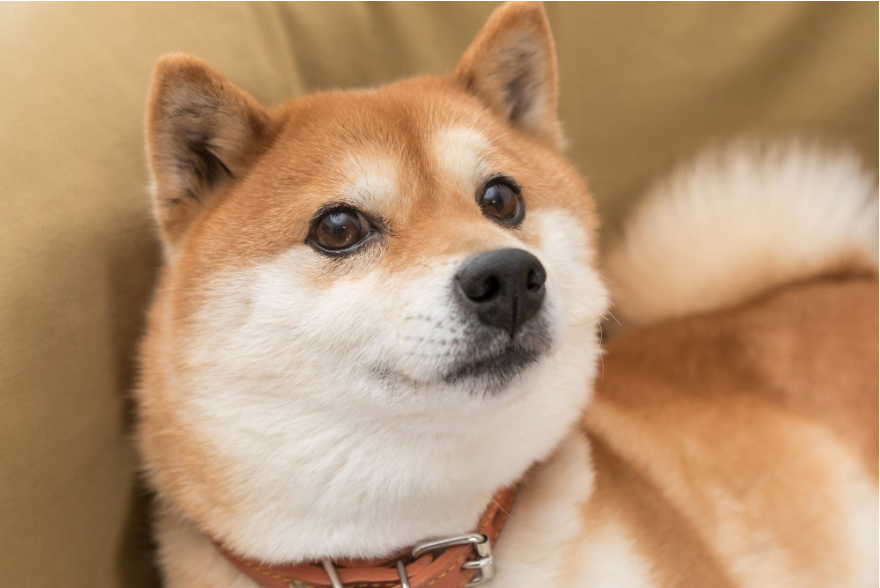 Dogecoin Market Cap Shed $6-B Last Month