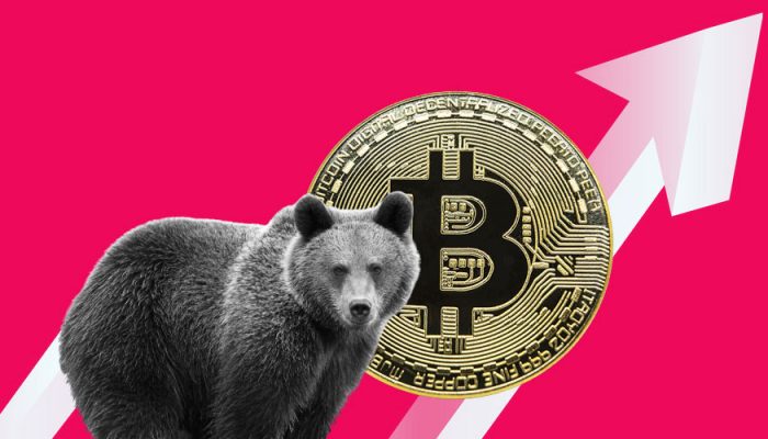 crypto bear