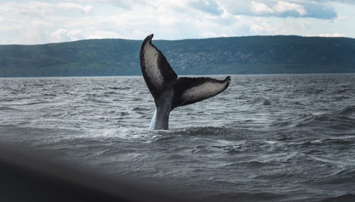 Bitcoin Whales Who Bought 1 Month Ago Hold Strong Despite Chance To Take Profit