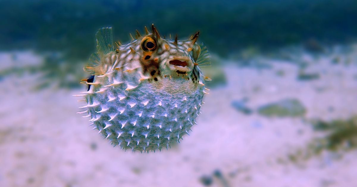 Tyler Spalding, CEO / Co-Founder, Flexa, 2Chainz and Zack Seward, Deputy Editor-in-Chief, CoinDesk